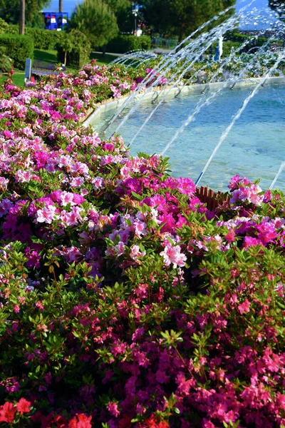 Euroflora Est Une Exposition Fleur Plante Ornementale Est Une Des — Photo