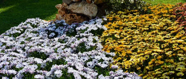 Euroflora Nervi Parks Flower Garden Genoa Italy — Foto de Stock