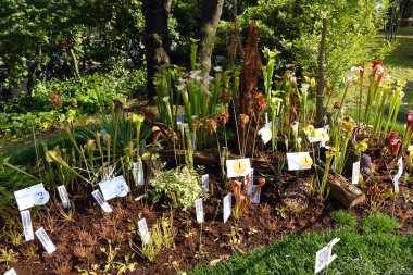 Nervi Avrupai parkları, etobur bitkiler Ceneviz İtalya