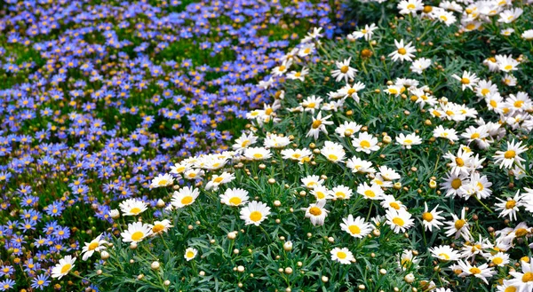 Nervi Parks Flower Garden Genoa Italy — Stockfoto