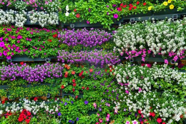 Euroflora nervi parkları Ceneviz İtalya