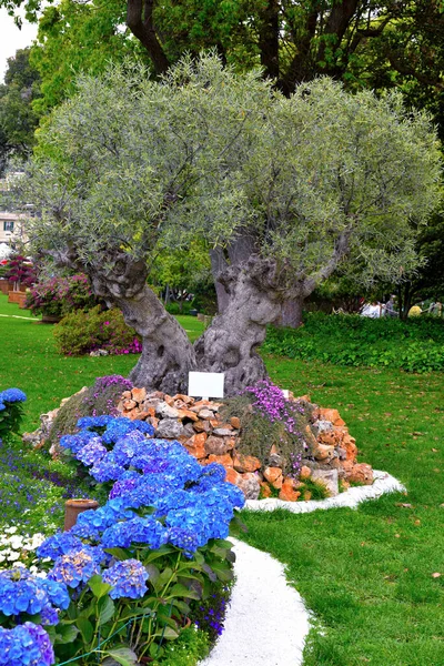 Euroflora Nervi Parks Garden Genoa Italy — Stok fotoğraf