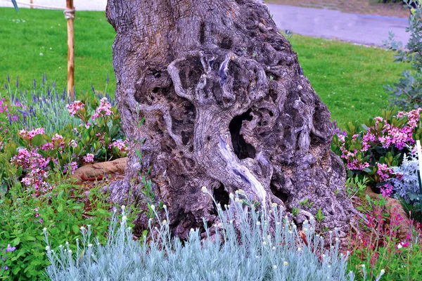 Euroflora Nervi Parks Garden Genoa Italy — Stock Photo, Image