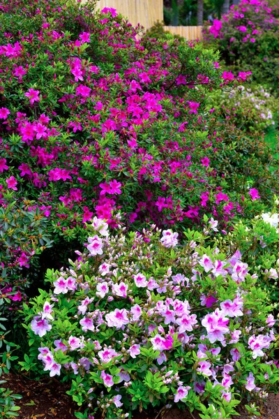 Euroflora Nervi Parks Garden Genoa Italy — Foto Stock