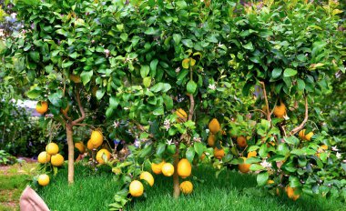 Euroflora nervi parkları Ceneviz İtalya