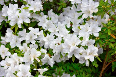 Euroflora nervi parkları Ceneviz İtalya