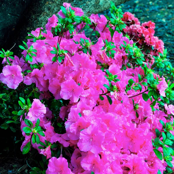 Euroflora Nervi Parks Garden Genoa Italy — Foto Stock