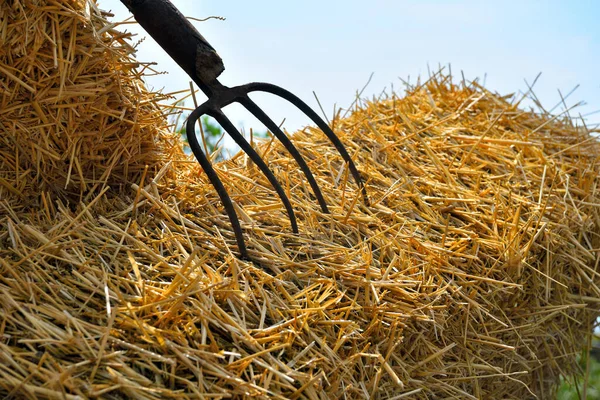 意大利热那亚的草叉和干草 — 图库照片