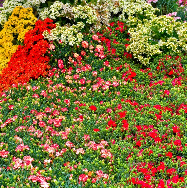 Euroflora Nervi Parken Tuin Genua Italië — Stockfoto