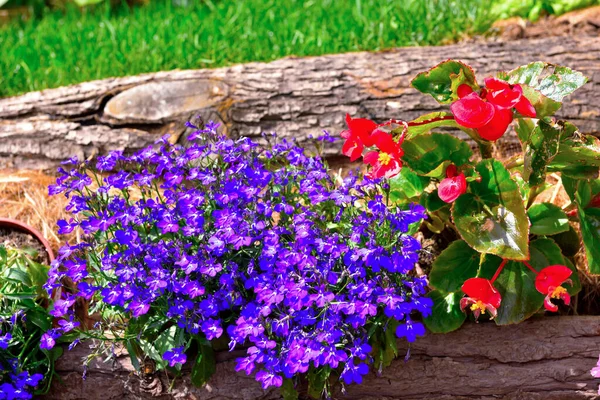 Euroflora Nervi Parken Tuin Genua Italië — Stockfoto