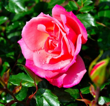 Nervi Genoa İtalya Botanik Parkı 'nda yükseldi.