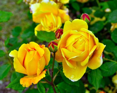 Nervi Genoa İtalya Botanik Parkı 'nda yükseldi.