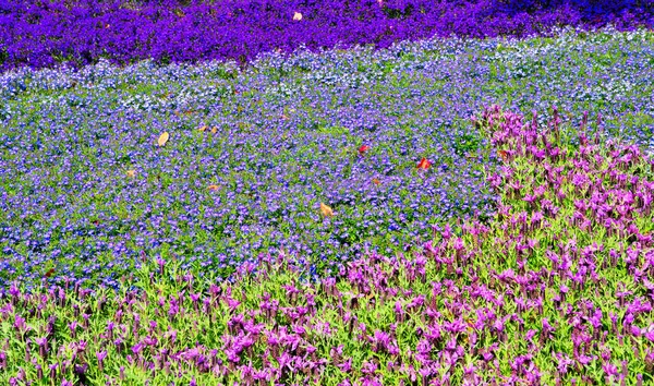 Euroflora Utställning Blomman Och Prydnadsväxten Viktigaste Blommorna Utställningar Som Äger — Stockfoto