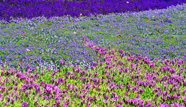 Euroflora Utställning Blomman Och Prydnadsväxten Viktigaste Blommorna Utställningar Som Äger — Stockfoto