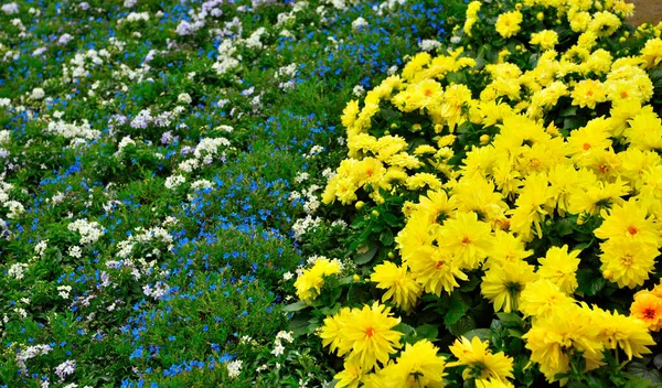 Euroflora Een Tentoonstelling Van Bloem Sierplant Een Van Belangrijkste Bloemen — Stockfoto