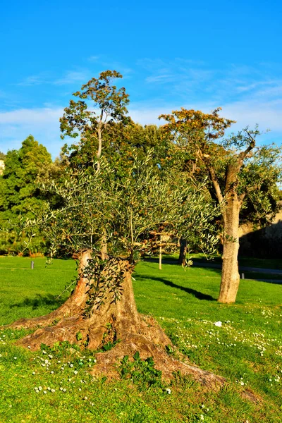 Деревья Аллеях Парка Нервов Генуи Италия — стоковое фото