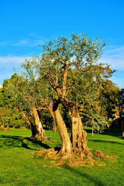 Деревья Аллеях Парка Нервов Генуи Италия — стоковое фото