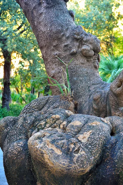 Queensland Pine Parks Nervi Génova Italia — Foto de Stock