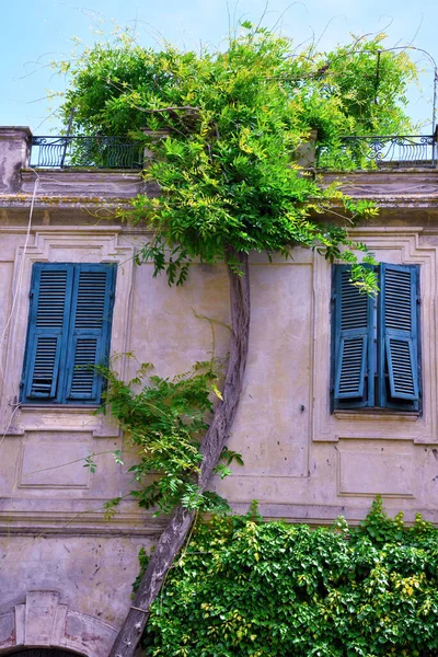 Tree Running House Historic Center Tuscania Italy — Stok fotoğraf