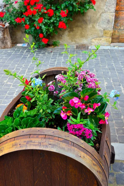 Flowers Old Town Bolsena Lazio Italy — Foto de Stock