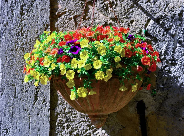 Flowers Old Town Bolsena Lazio Italy — Stock Photo, Image