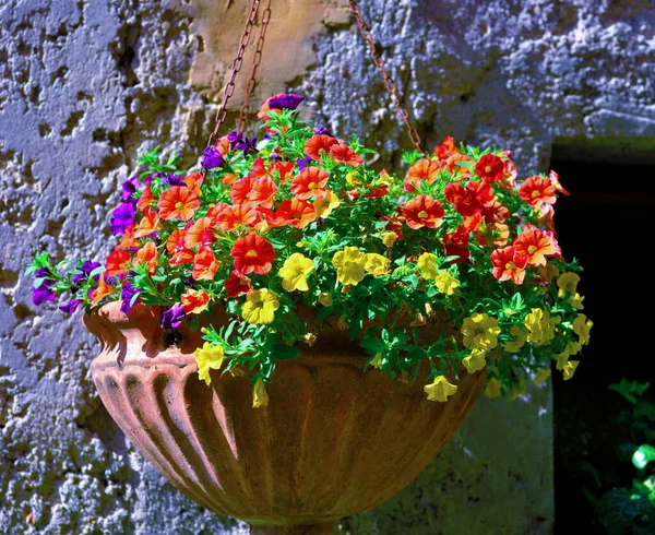 Flowers Old Town Bolsena Lazio Italy — Φωτογραφία Αρχείου