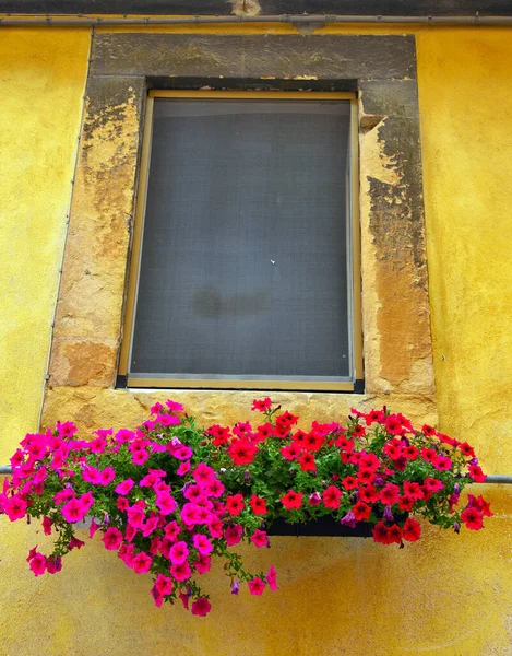 Flowers Colorful Village Ghizzano Tuscany Italy — Foto Stock