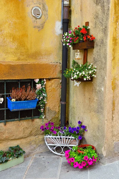 Flowers Colorful Village Ghizzano Tuscany Italy — Foto de Stock
