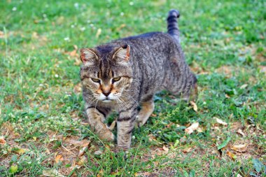 young cat on the meadow in Peccioli tuscany Italy