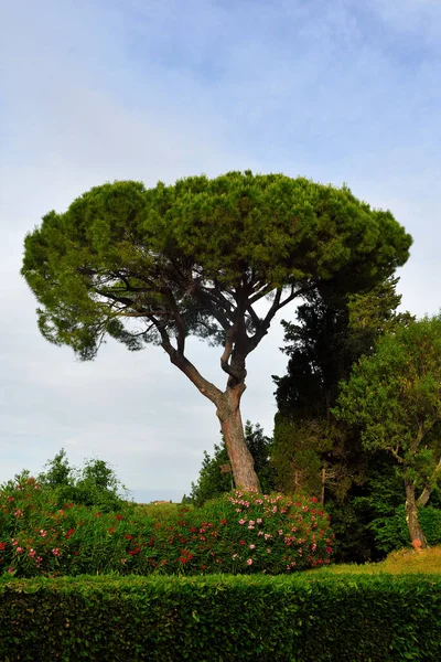 Tree Hills Peccioli Tuscany Italy — Foto de Stock