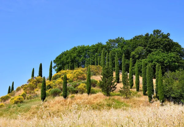 Panorama Tuscan Hills Lajatico Italy — Stockfoto