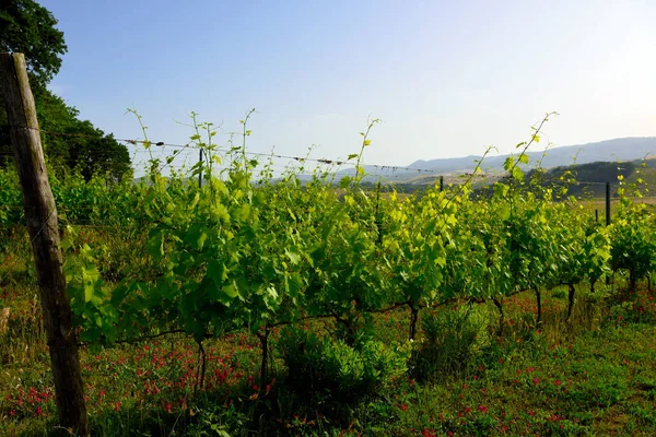 Vineyards Tuscan Hills Peccioli Italy — Foto de Stock