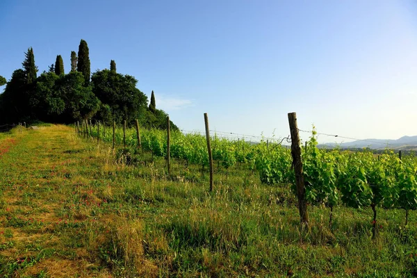 Vineyards Tuscan Hills Peccioli Italy — Stock fotografie