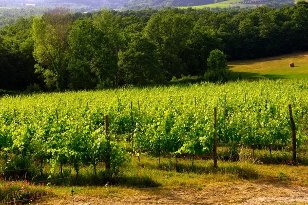 Vineyards Tuscan Hills Peccioli Italy — Foto de Stock