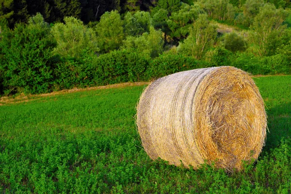 Hills Peccioli Tuscany Italy — Stok fotoğraf