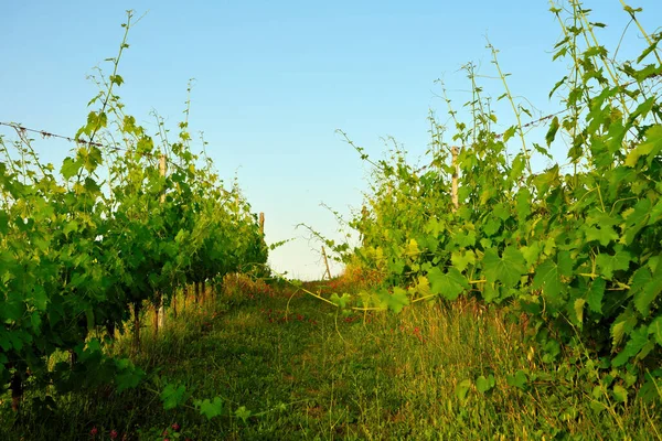 Vineyards Tuscan Hills Peccioli Italy — Zdjęcie stockowe