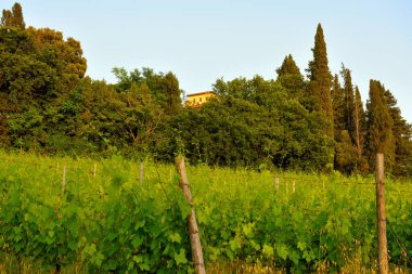 the hills near Peccioli tuscany Italy