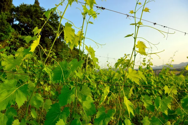 Hills Peccioli Tuscany Italy — Stock fotografie