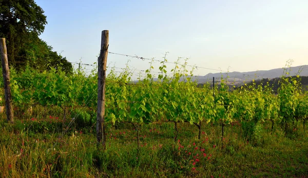 Hills Peccioli Tuscany Italy — Zdjęcie stockowe