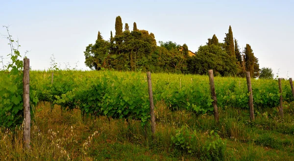 Hills Peccioli Tuscany Italy — Zdjęcie stockowe