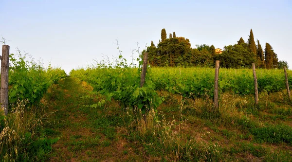 Hills Peccioli Tuscany Italy — Stock fotografie