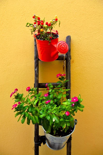 Flores Centro Histórico Montalbano Jonico Basilicata Italia — Foto de Stock