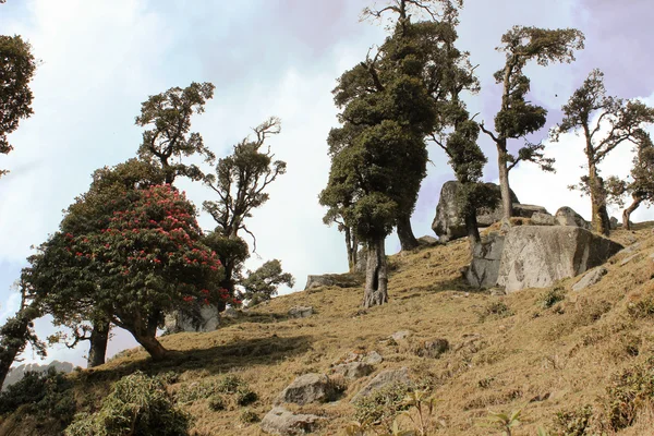 Kwitnienia drzew w Himalajach — Zdjęcie stockowe