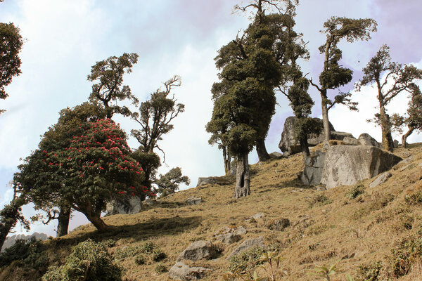 flowering trees in himalayas