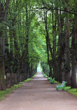 pavlovsk parkta takip