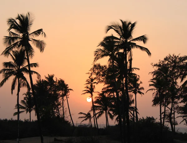 Palmiers Ombres au coucher du soleil — Photo