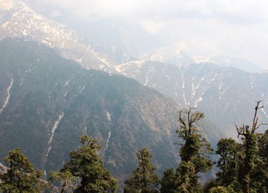 köknar Himalayalar