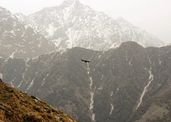Lot orła w Himalajach — Zdjęcie stockowe