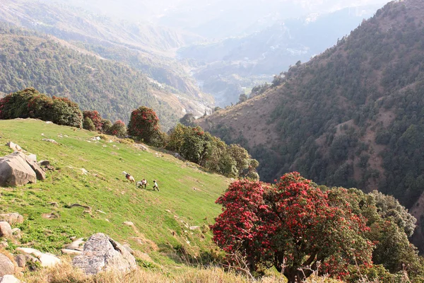 景观与朵朵杜鹃在喜马拉雅山 — 图库照片