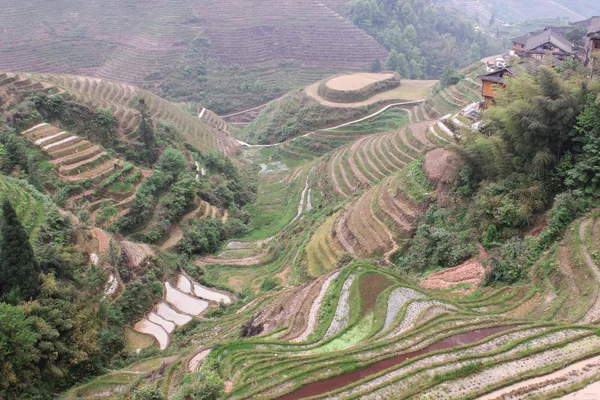 龙埂梯田的稻田 免版税图库照片